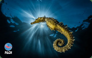 Creative: f31905614947f0ea0beab6489bbc19f1