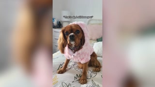 Creative: faf89b285eba3df7e7308f3334c3923a